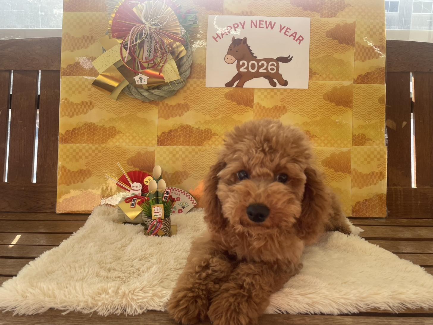 佐賀県のトイプードル(トイ) (スタードッグス新鳥栖店/2025年8月3日生まれ/女の子/レッド)の子犬の2枚目の画像