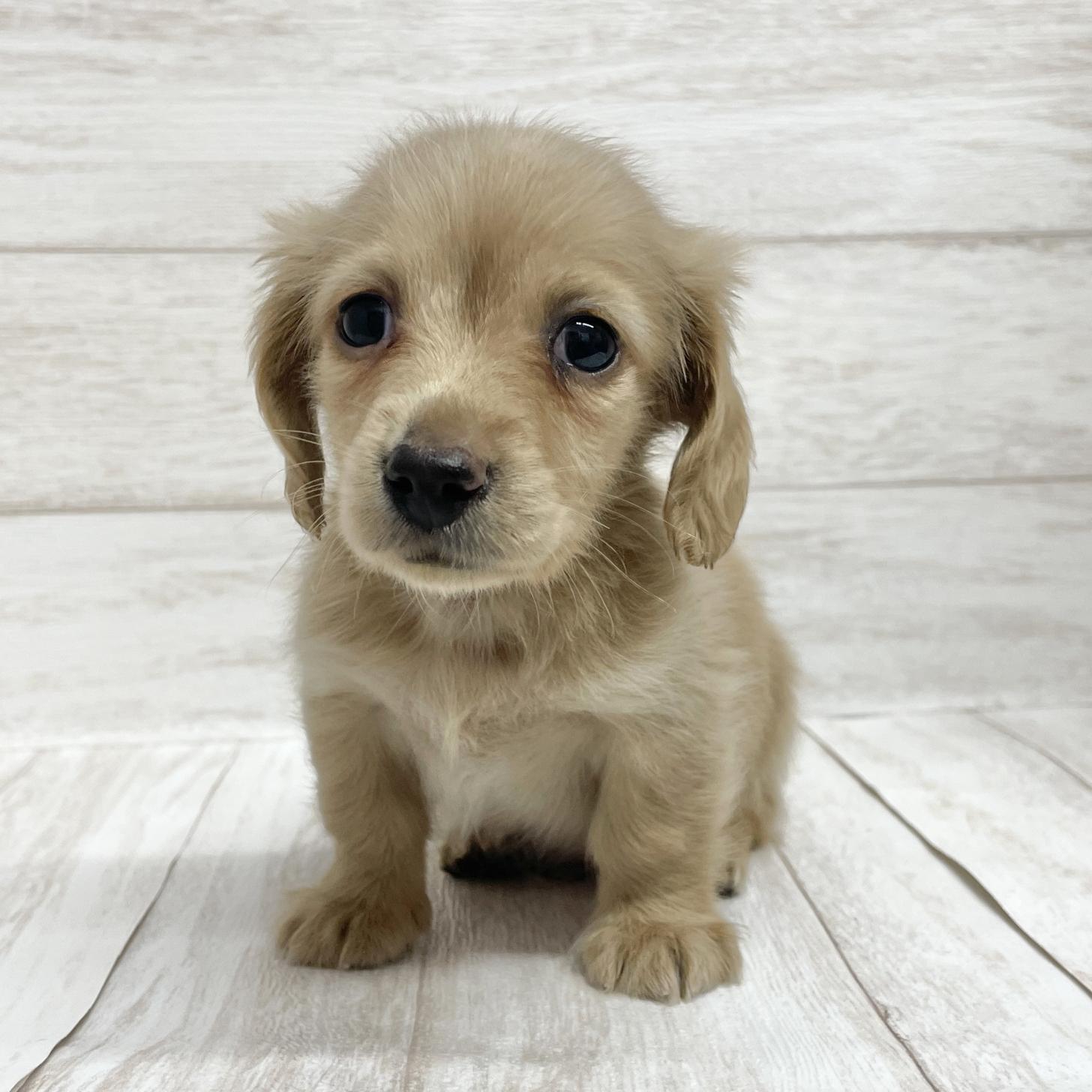 東京都のミニチュアダックスフンド(ロング) (ペピカファミリー水元店/2026年1月10日生まれ/男の子/イエロー)の子犬の2枚目の画像