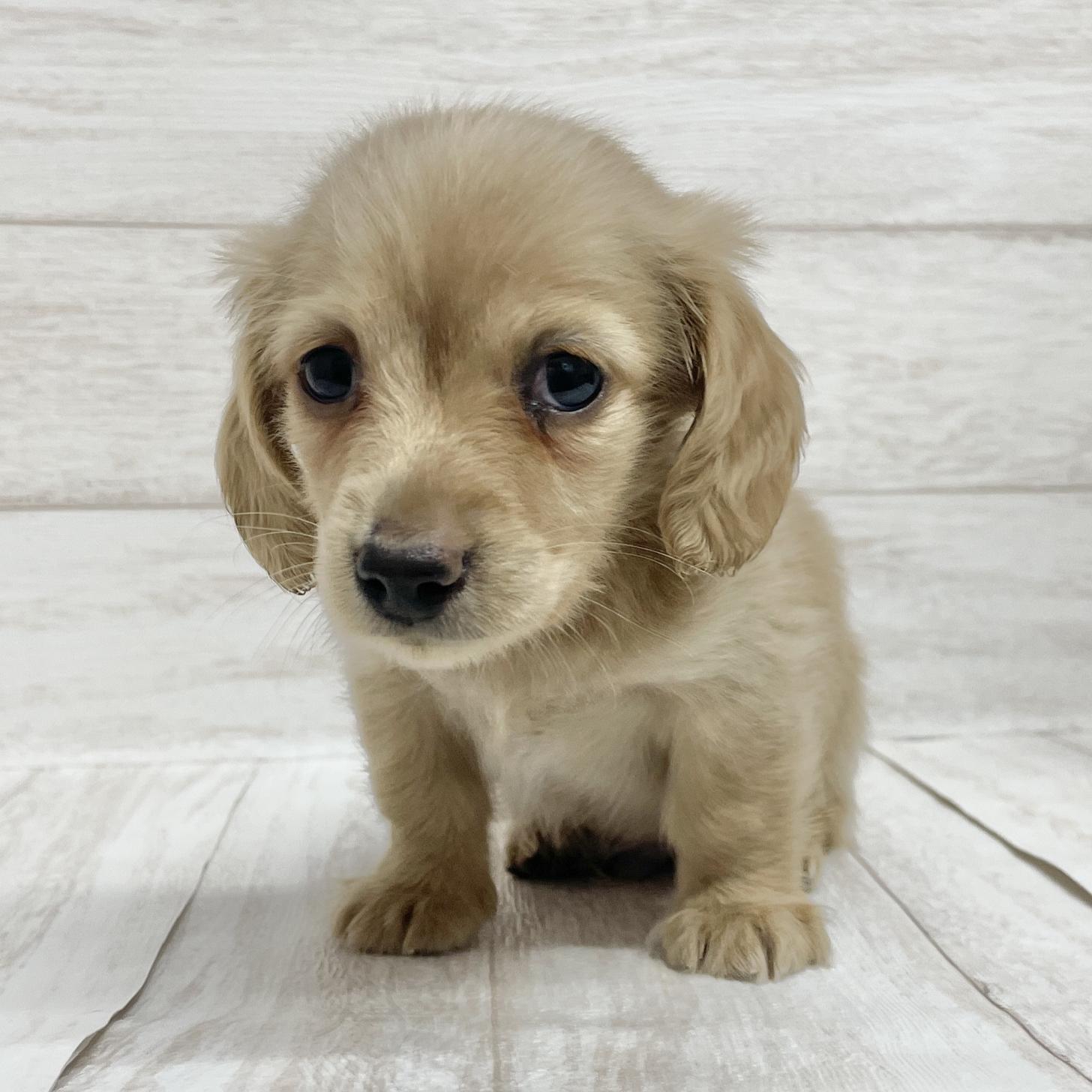 東京都のミニチュアダックスフンド(ロング) (ペピカファミリー水元店/2026年1月10日生まれ/男の子/イエロー)の子犬の3枚目の画像