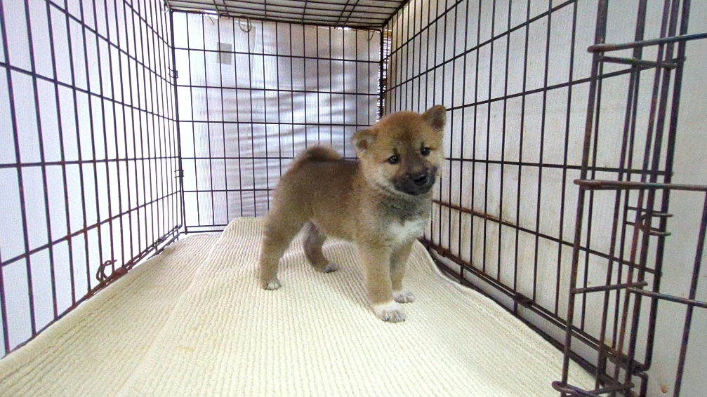 茨城県の柴犬(標準サイズ) (ペットショップスズキ/2026年7月16日生まれ/男の子/レッド)の子犬の1枚目の画像