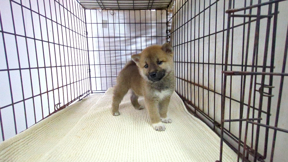 茨城県の柴犬(標準サイズ) (ペットショップスズキ/2026年7月16日生まれ/男の子/レッド)の子犬の2枚目の画像