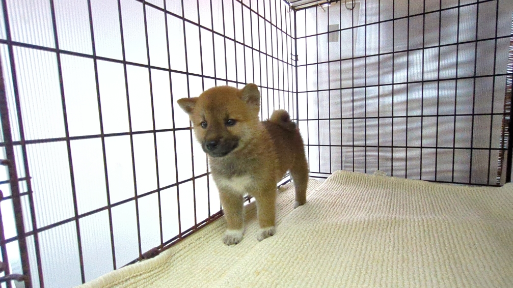 茨城県の柴犬(標準サイズ) (ペットショップスズキ/2026年7月16日生まれ/男の子/レッド)の子犬の3枚目の画像