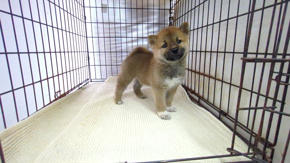 茨城県の柴犬(標準サイズ) (ペットショップスズキ/2026年7月16日生まれ/男の子/レッド)の子犬の4枚目の画像
