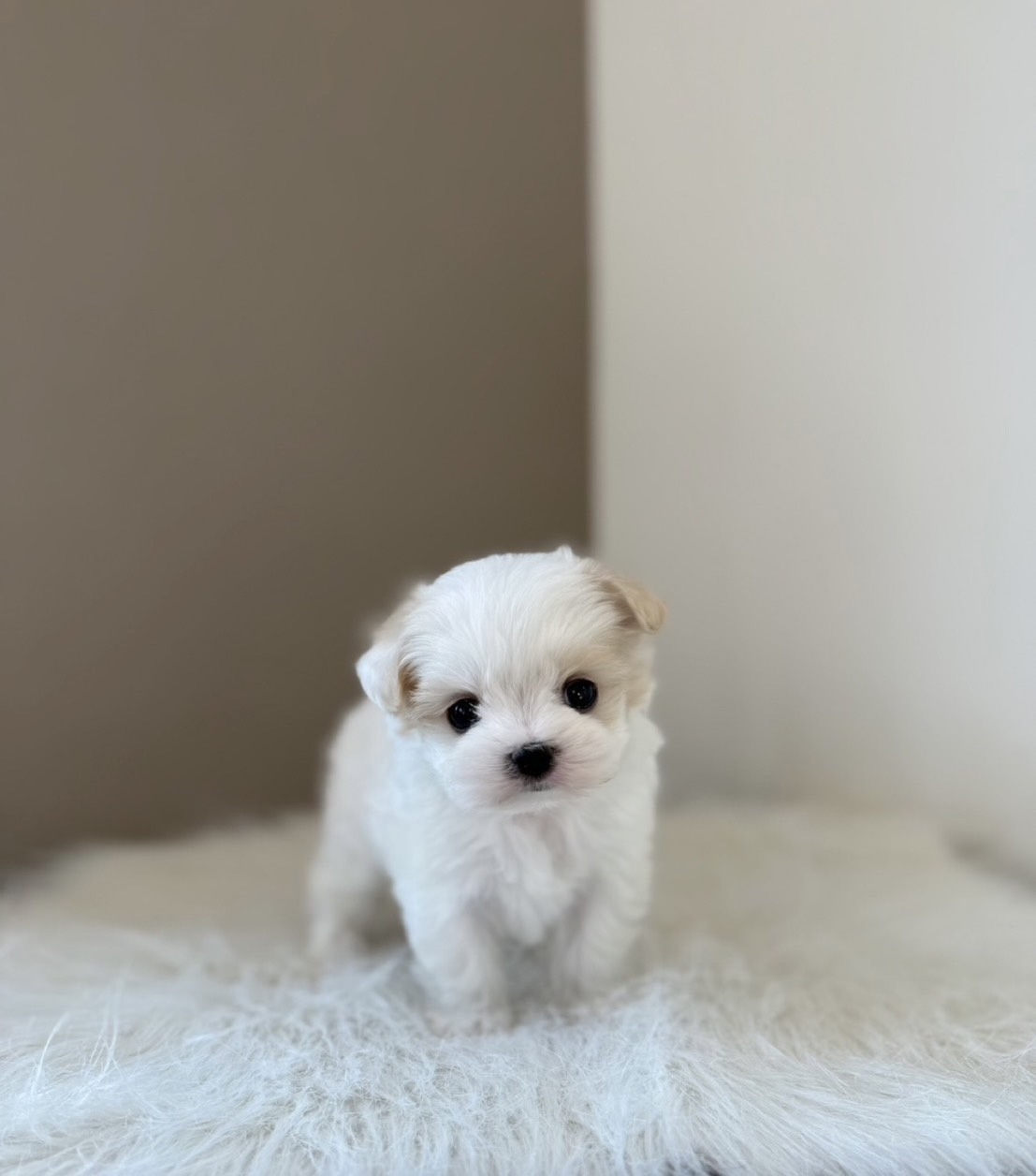 埼玉県のマルキャバ/キャバチーズ(マルチーズ×キャバリア) (PETSHOP FATIS/2026年1月11日生まれ/女の子/ブレンハイム)の子犬の1枚目の画像