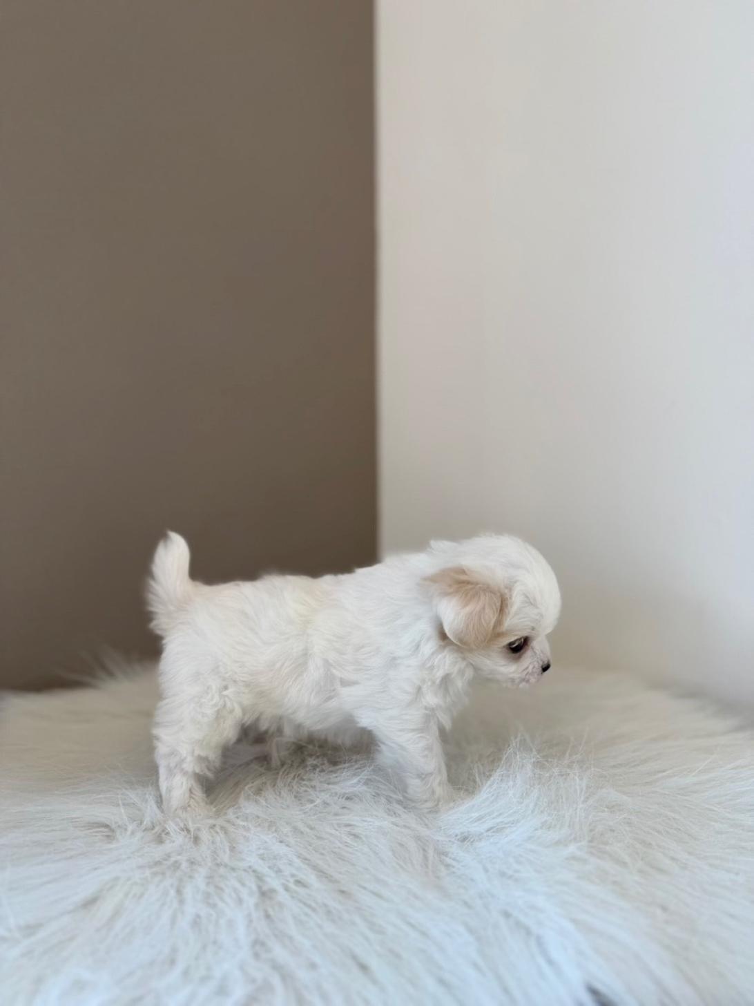 埼玉県のマルキャバ/キャバチーズ(マルチーズ×キャバリア) (PETSHOP FATIS/2026年1月11日生まれ/女の子/ブレンハイム)の子犬の2枚目の画像