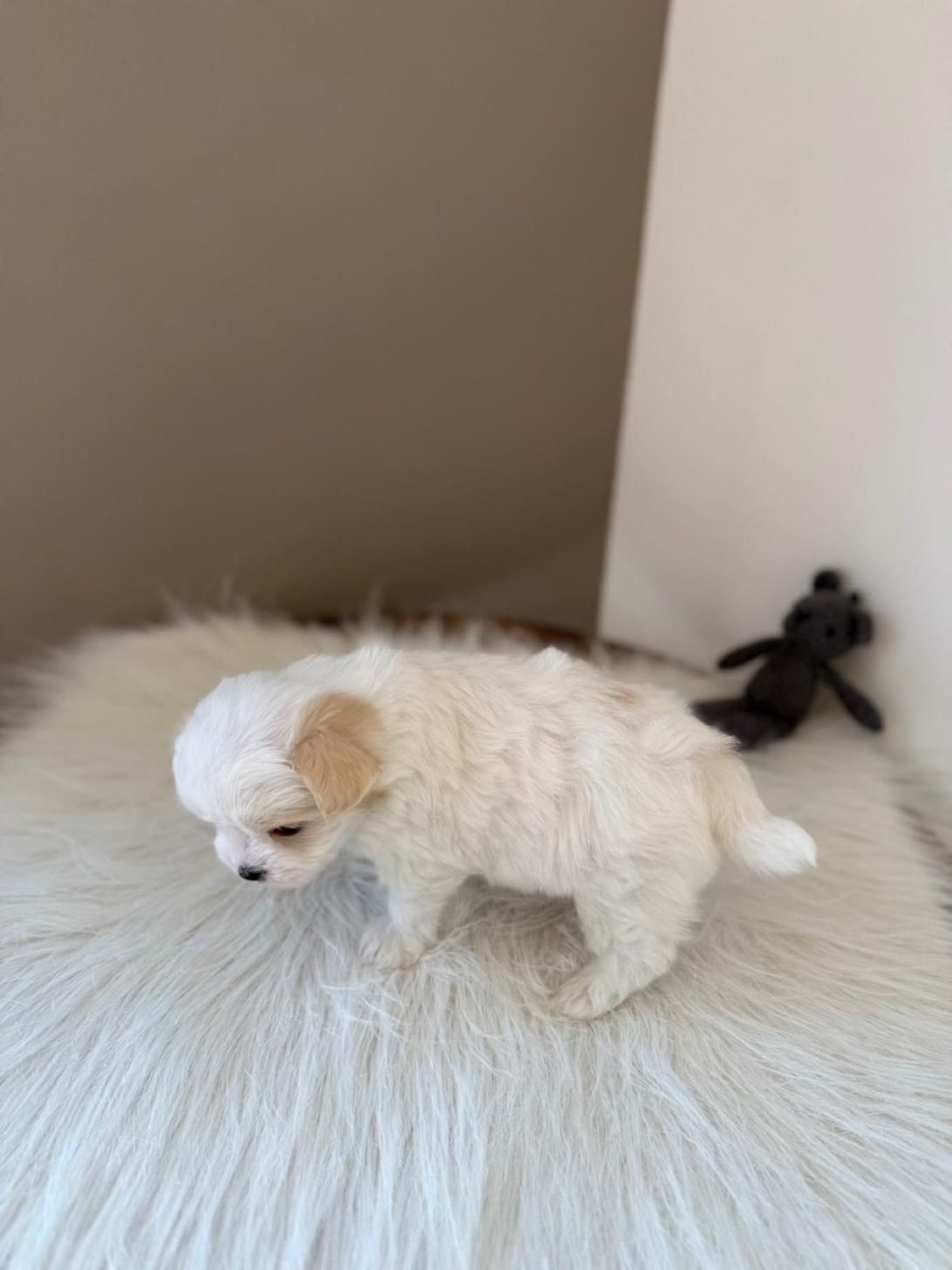 埼玉県のマルキャバ/キャバチーズ(マルチーズ×キャバリア) (PETSHOP FATIS/2026年1月11日生まれ/女の子/ブレンハイム)の子犬の3枚目の画像