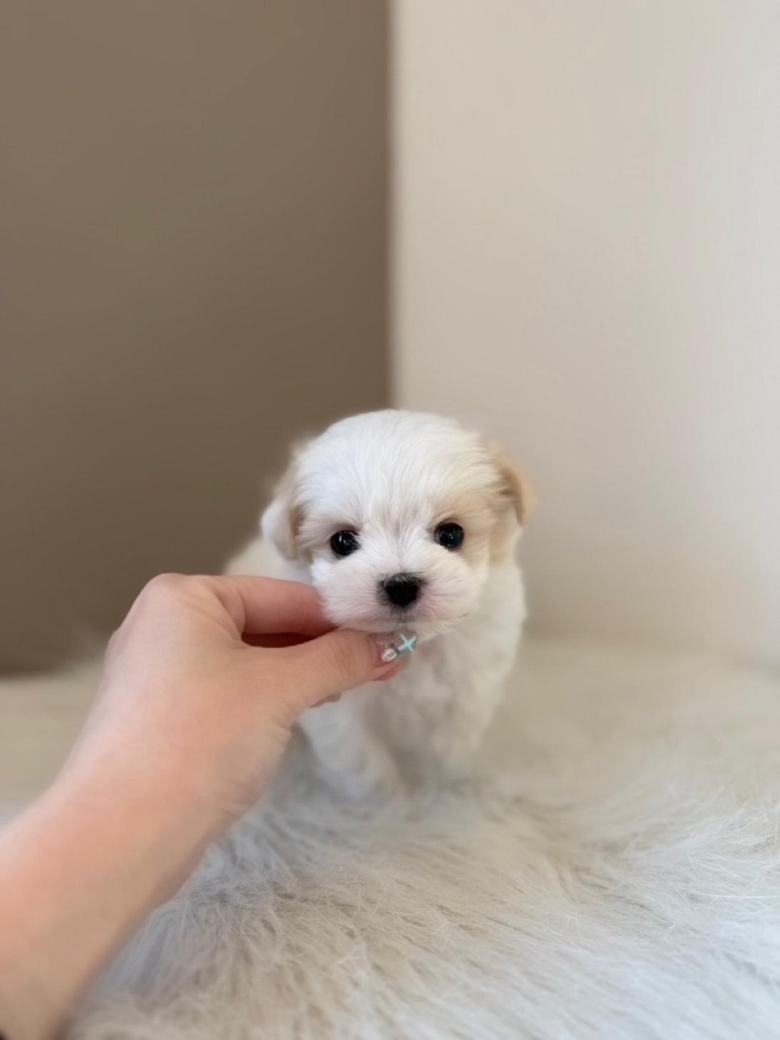 埼玉県のマルキャバ/キャバチーズ(マルチーズ×キャバリア) (PETSHOP FATIS/2026年1月11日生まれ/女の子/ブレンハイム)の子犬の4枚目の画像