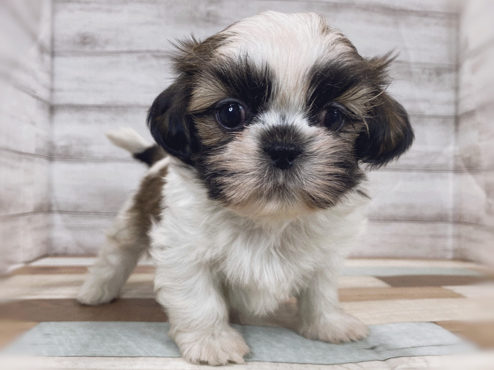 新潟県のシーズー (竹内ペット 新津本店/2026年2月28日生まれ/男の子/ホワイトゴールド)の子犬の1枚目の画像