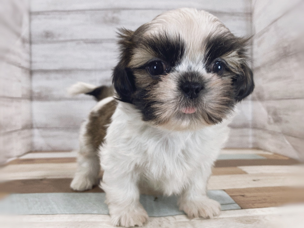 新潟県のシーズー (竹内ペット 新津本店/2026年2月28日生まれ/男の子/ホワイトゴールド)の子犬の2枚目の画像