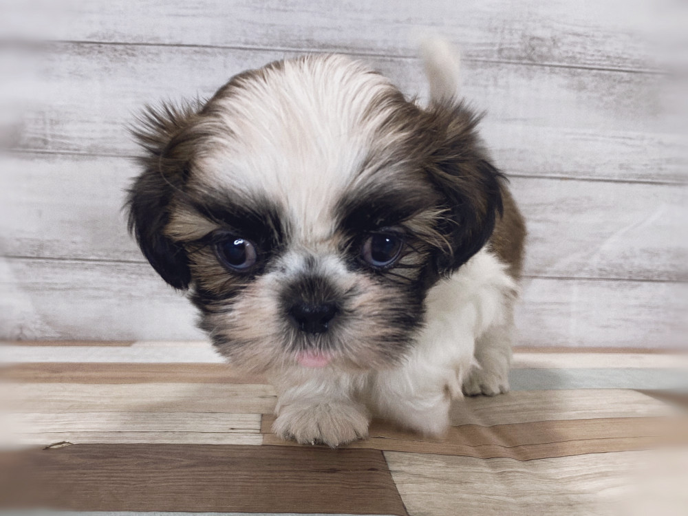 新潟県のシーズー (竹内ペット 新津本店/2026年2月28日生まれ/男の子/ホワイトゴールド)の子犬の3枚目の画像