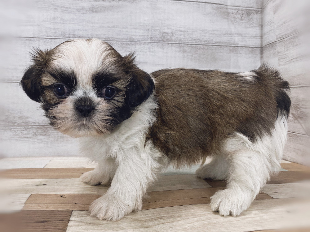 新潟県のシーズー (竹内ペット 新津本店/2026年2月28日生まれ/男の子/ホワイトゴールド)の子犬の4枚目の画像