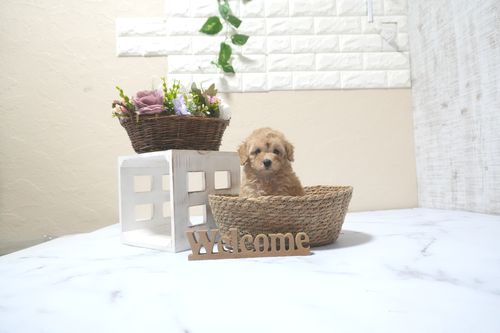 滋賀県のトイプードル(トイ) (いっぷく湖南店/2025年9月21日生まれ/女の子/オレンジフォーン)の子犬の1枚目の画像