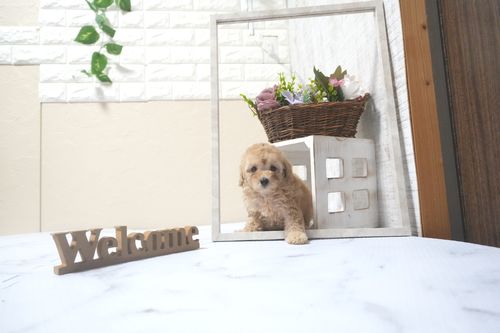 滋賀県のトイプードル(トイ) (いっぷく湖南店/2025年9月21日生まれ/女の子/オレンジフォーン)の子犬の2枚目の画像