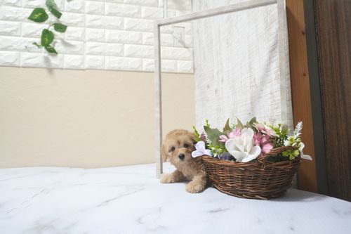 滋賀県のトイプードル(トイ) (いっぷく湖南店/2025年9月21日生まれ/女の子/オレンジフォーン)の子犬の3枚目の画像