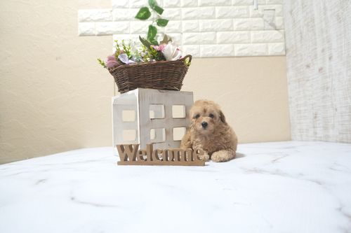 滋賀県のトイプードル(トイ) (いっぷく湖南店/2025年9月21日生まれ/女の子/オレンジフォーン)の子犬の4枚目の画像