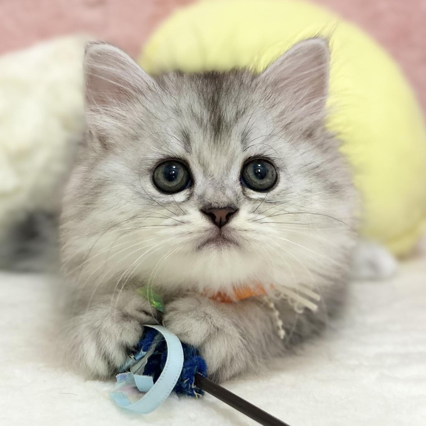 神奈川県のミヌエット (にゃんこハウスPAW/2025年8月1日生まれ/女の子/チンチラシルバー)の子猫の1枚目の画像