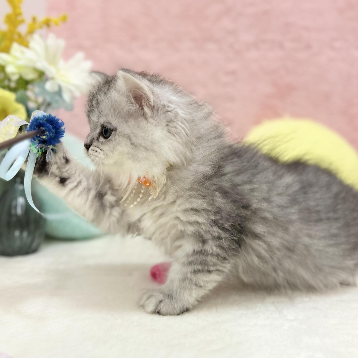 神奈川県のミヌエット (にゃんこハウスPAW/2025年8月1日生まれ/女の子/チンチラシルバー)の子猫の2枚目の画像