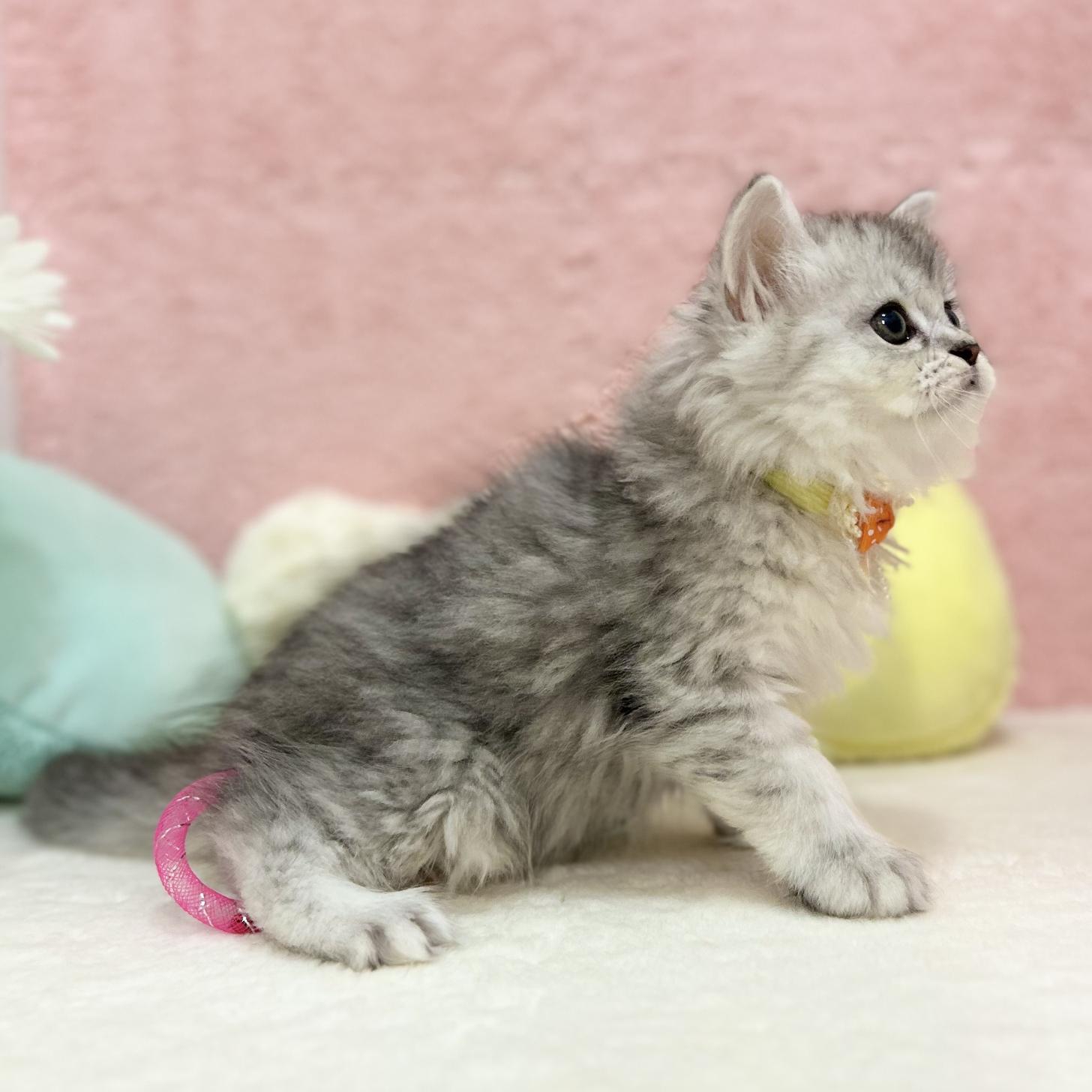 神奈川県のミヌエット (にゃんこハウスPAW/2025年8月1日生まれ/女の子/チンチラシルバー)の子猫の3枚目の画像