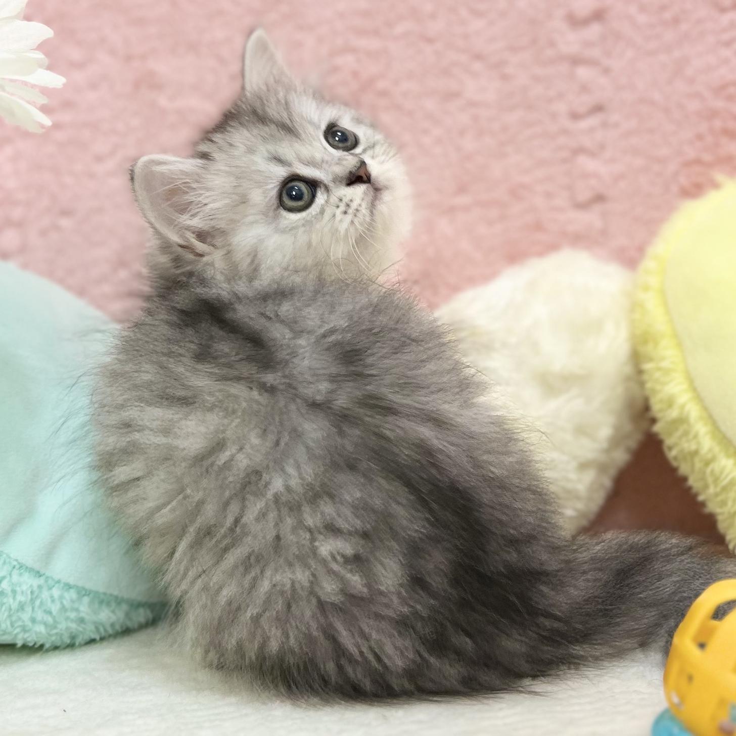 神奈川県のミヌエット (にゃんこハウスPAW/2025年8月1日生まれ/女の子/チンチラシルバー)の子猫の4枚目の画像