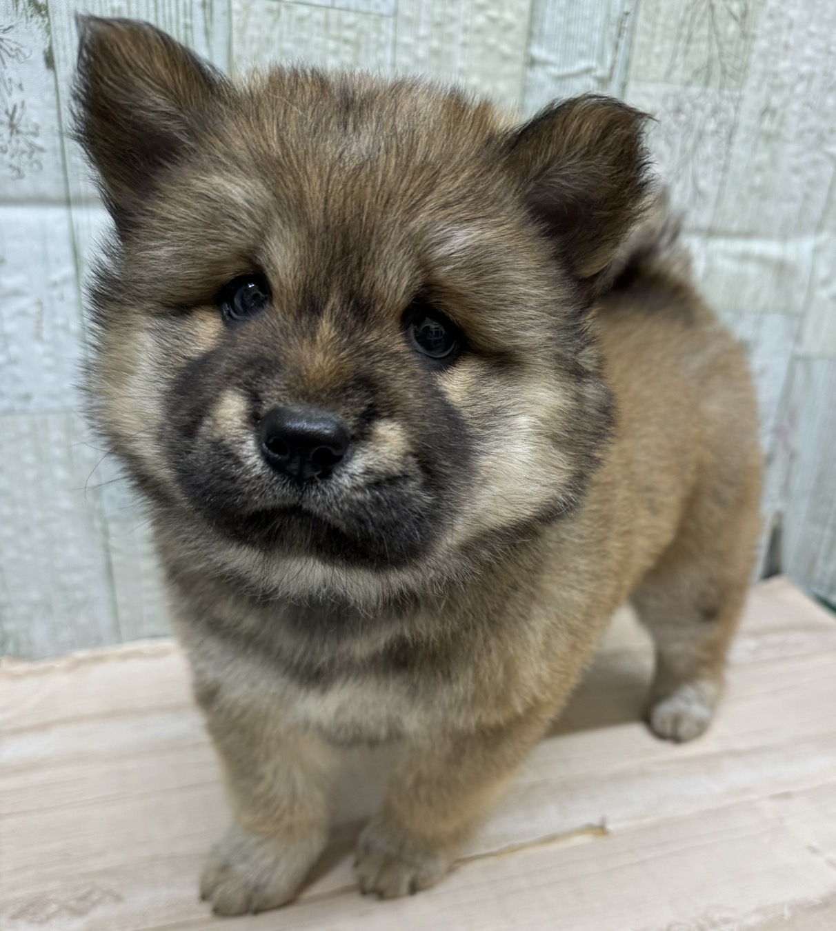 東京都のハーフ犬・ミックス犬 (ディスワン狛江店/2024年10月12日生まれ/女の子/その他色)の子犬