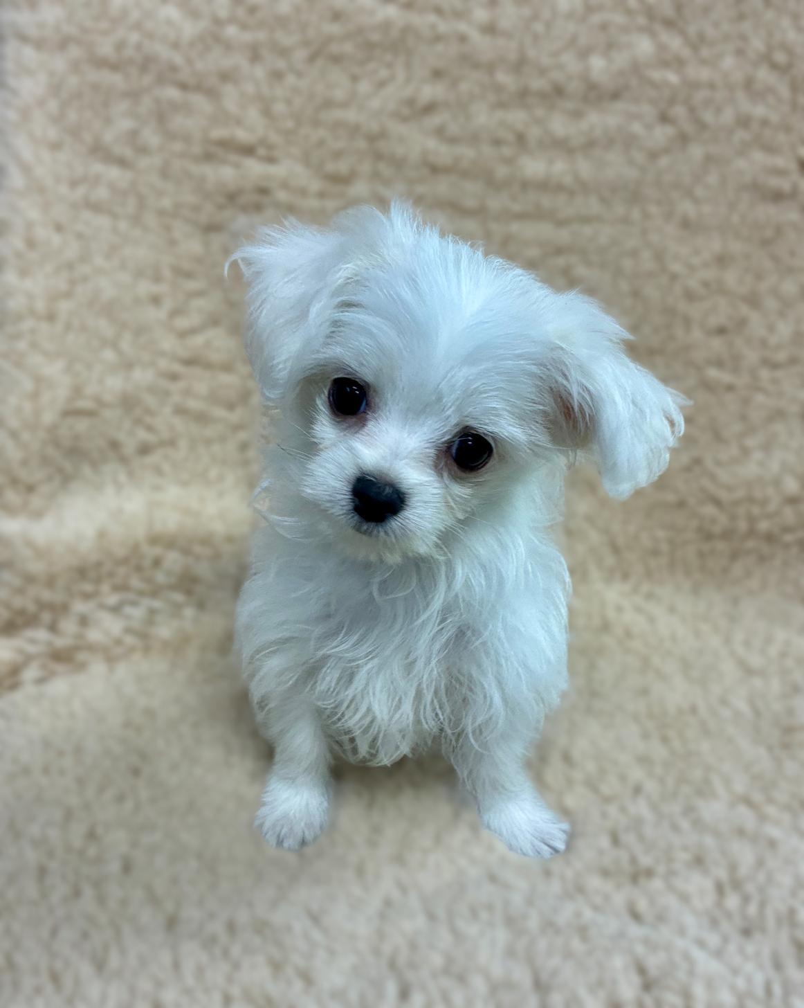 広島県のチワマル/マルチワ(チワワ×マルチーズ) (ペットショップ カネユキ/2025年9月12日生まれ/女の子/ホワイトクリーム)の子犬