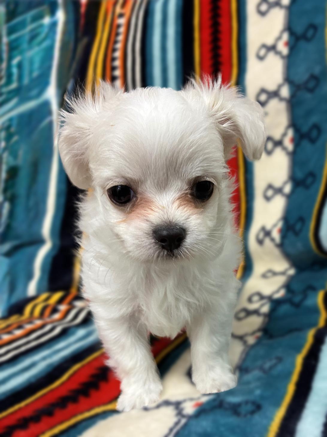 広島県のチワマル/マルチワ(チワワ×マルチーズ) (ペットショップ カネユキ/2025年9月12日生まれ/女の子/ホワイトクリーム)の子犬