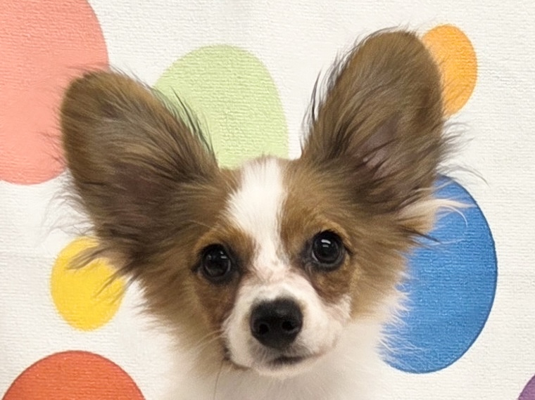 愛知県のパピヨン (ハピースペット春日井アミーゴ店/2026年5月19日生まれ/男の子/ホワイトブラウン)の子犬の2枚目の画像