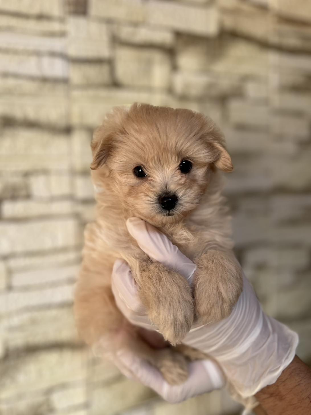 埼玉県のポメプー(ポメラニアン×プードル) (ペッツスマイル加須インター店/2025年9月4日生まれ/女の子/その他色)の子犬の1枚目の画像