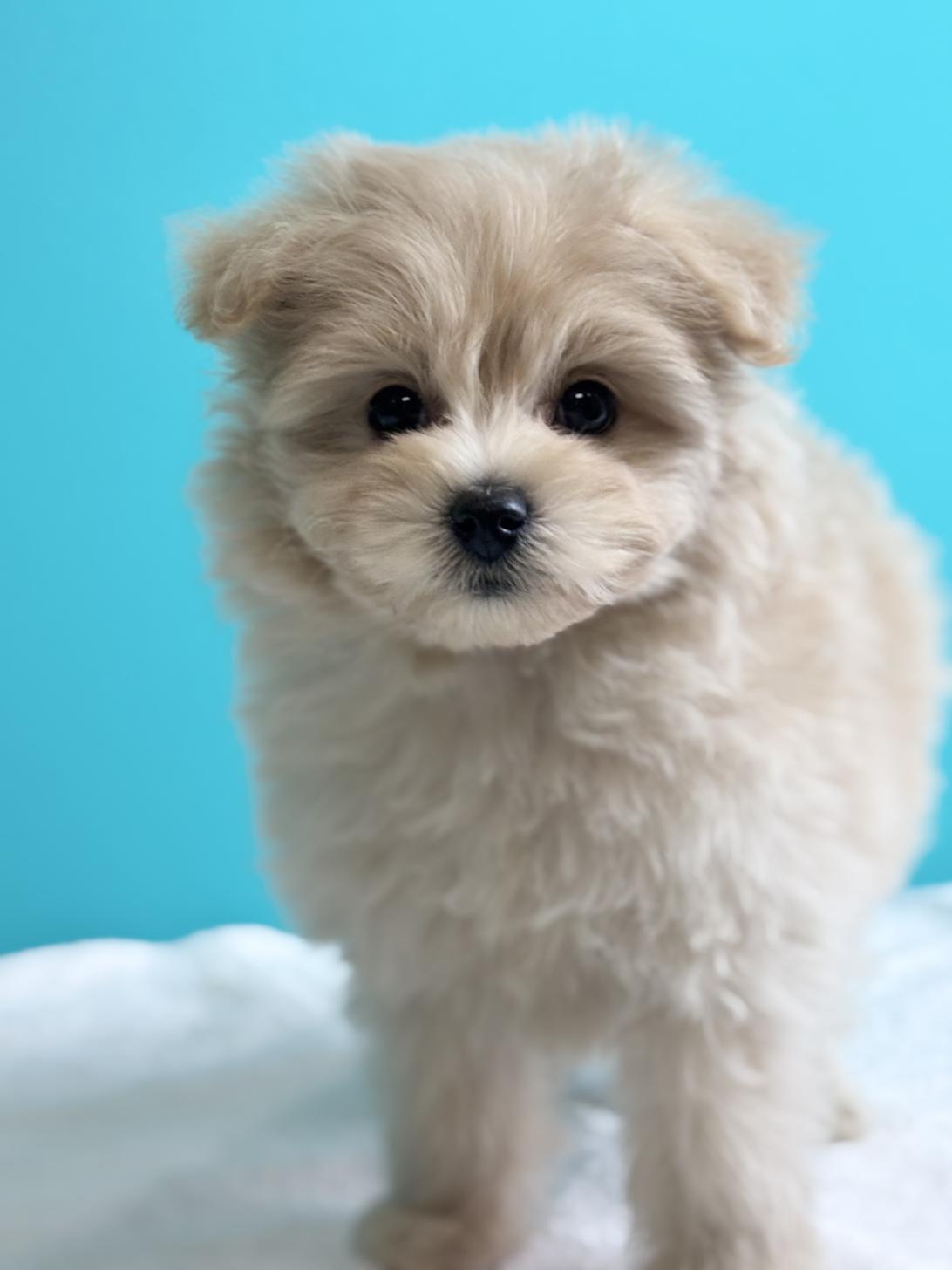 埼玉県のポメプー(ポメラニアン×プードル) (ペッツスマイル加須インター店/2025年9月4日生まれ/女の子/その他色)の子犬の1枚目の画像