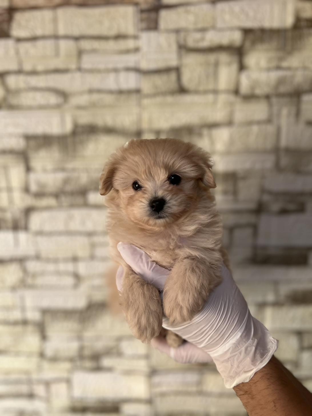 埼玉県のポメプー(ポメラニアン×プードル) (ペッツスマイル加須インター店/2025年9月4日生まれ/女の子/その他色)の子犬の2枚目の画像