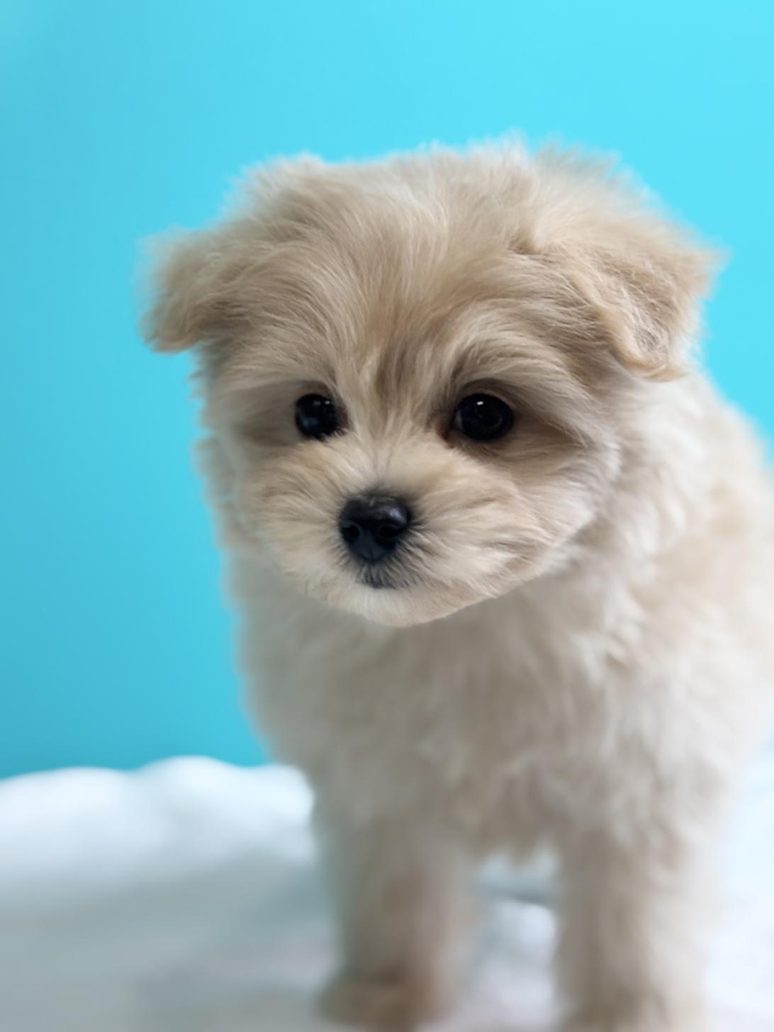 埼玉県のポメプー(ポメラニアン×プードル) (ペッツスマイル加須インター店/2025年9月4日生まれ/女の子/その他色)の子犬の2枚目の画像