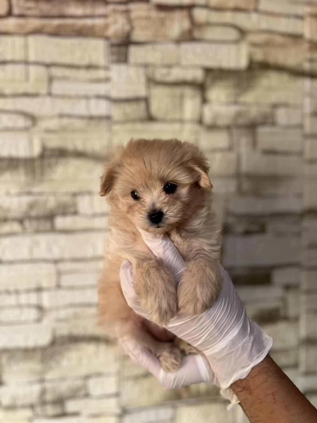 埼玉県のポメプー(ポメラニアン×プードル) (ペッツスマイル加須インター店/2025年9月4日生まれ/女の子/その他色)の子犬の3枚目の画像