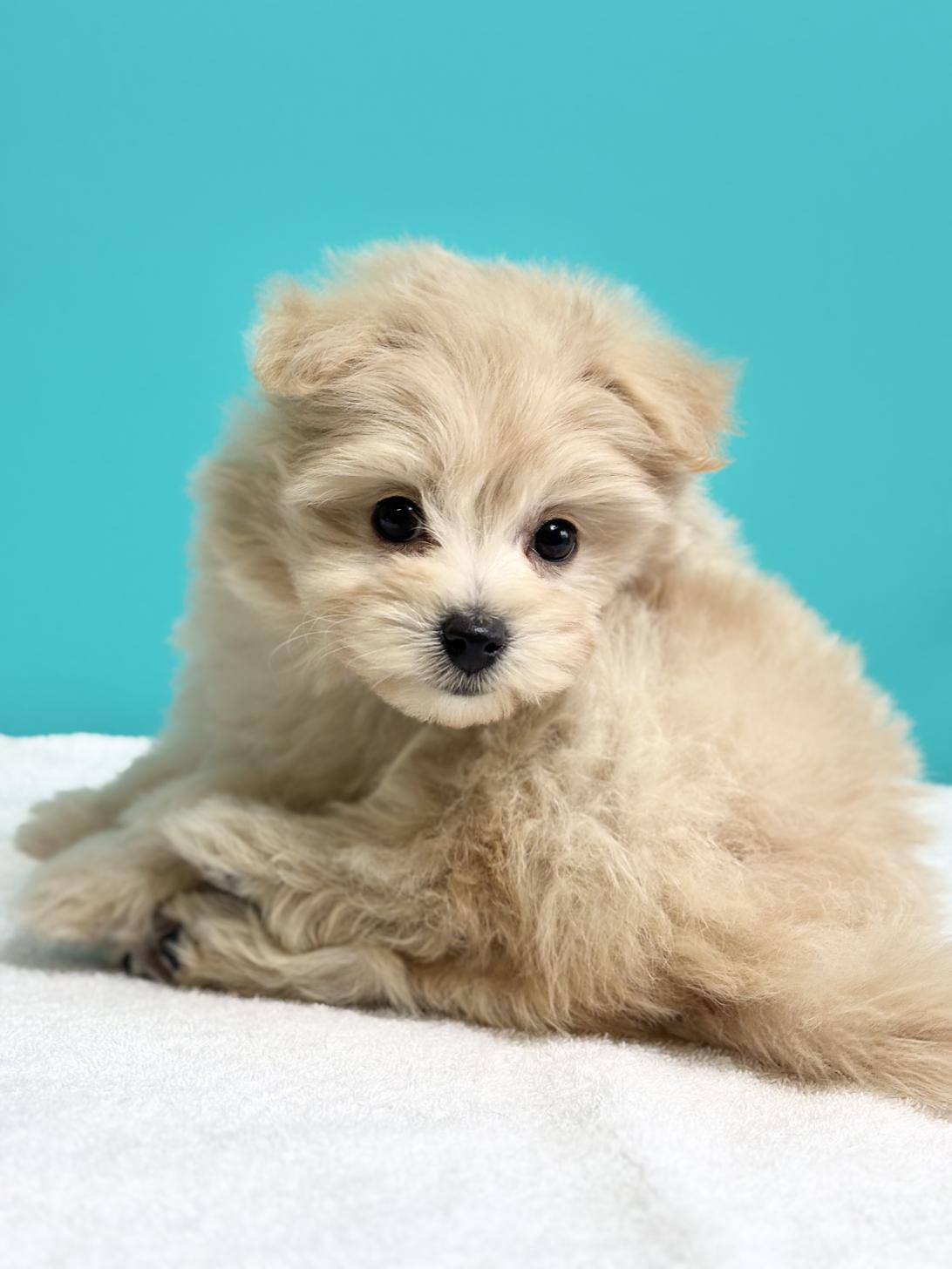 埼玉県のポメプー(ポメラニアン×プードル) (ペッツスマイル加須インター店/2025年9月4日生まれ/女の子/その他色)の子犬の3枚目の画像