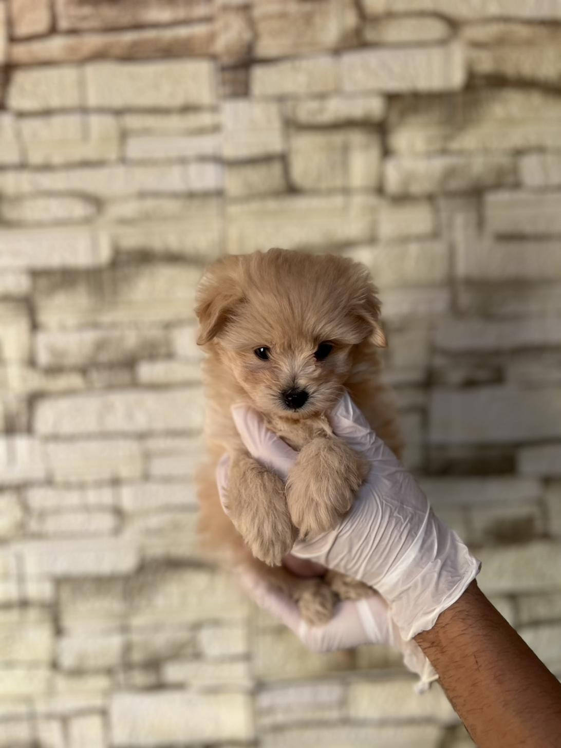 埼玉県のポメプー(ポメラニアン×プードル) (ペッツスマイル加須インター店/2025年9月4日生まれ/女の子/その他色)の子犬の4枚目の画像