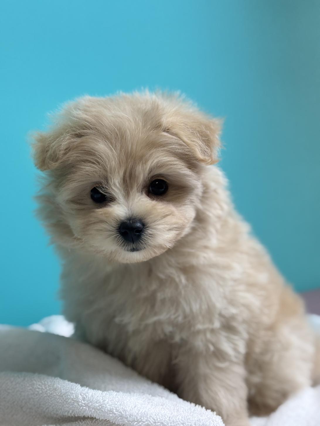 埼玉県のポメプー(ポメラニアン×プードル) (ペッツスマイル加須インター店/2025年9月4日生まれ/女の子/その他色)の子犬の4枚目の画像