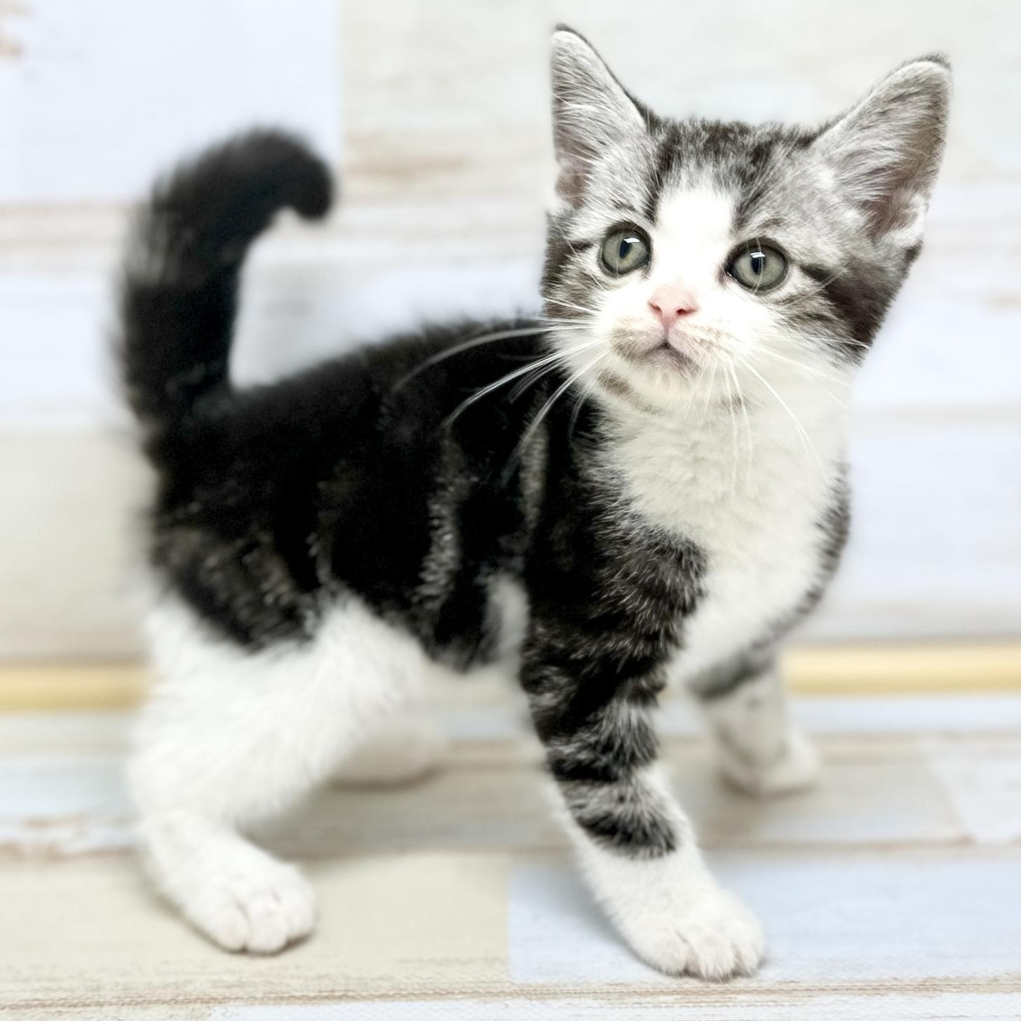 神奈川県のアメリカンショートヘアー (にゃんこハウスPAW/2024年5月3日生まれ/男の子/シルバータビーホワイト)の子猫