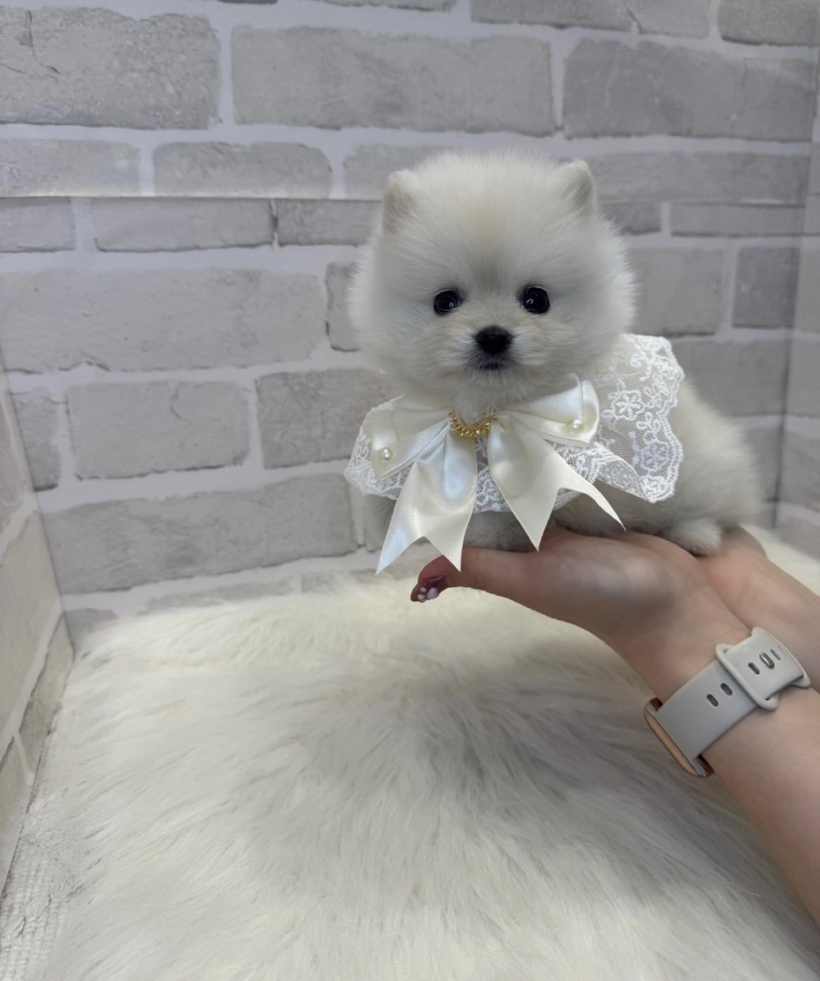 埼玉県のポメラニアン (PETSHOP FATIS/2025年3月15日生まれ/女の子/クリーム)の子犬