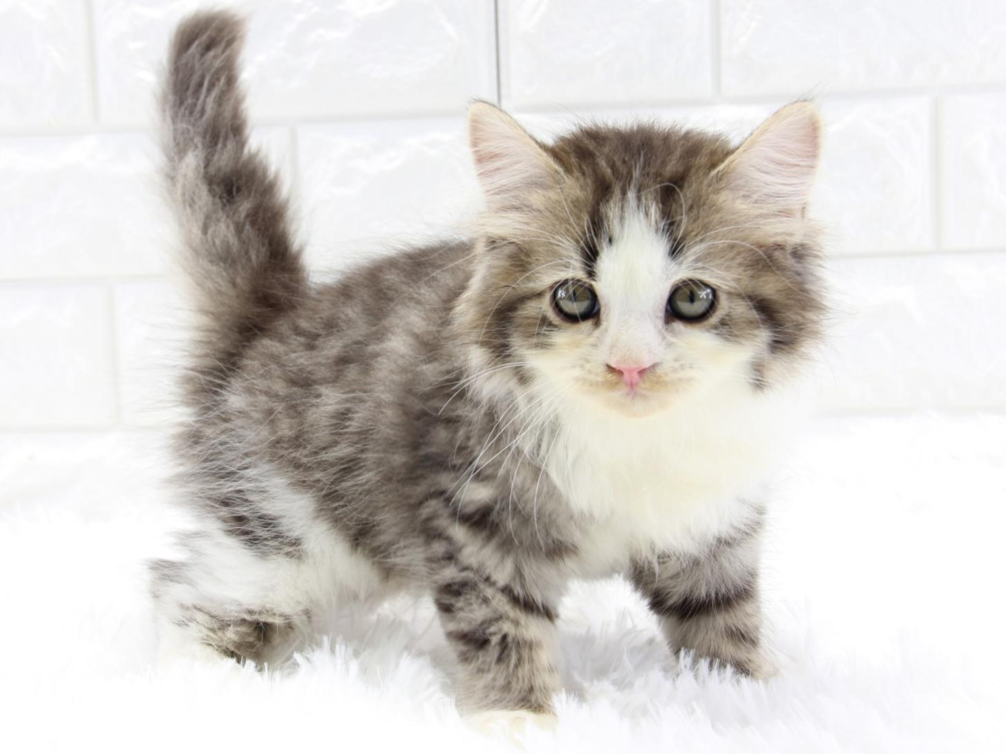 愛知県のサイベリアン (猫福家 名古屋南店/2026年2月9日生まれ/男の子/ブラウンタビーホワイト)の子猫の1枚目の画像