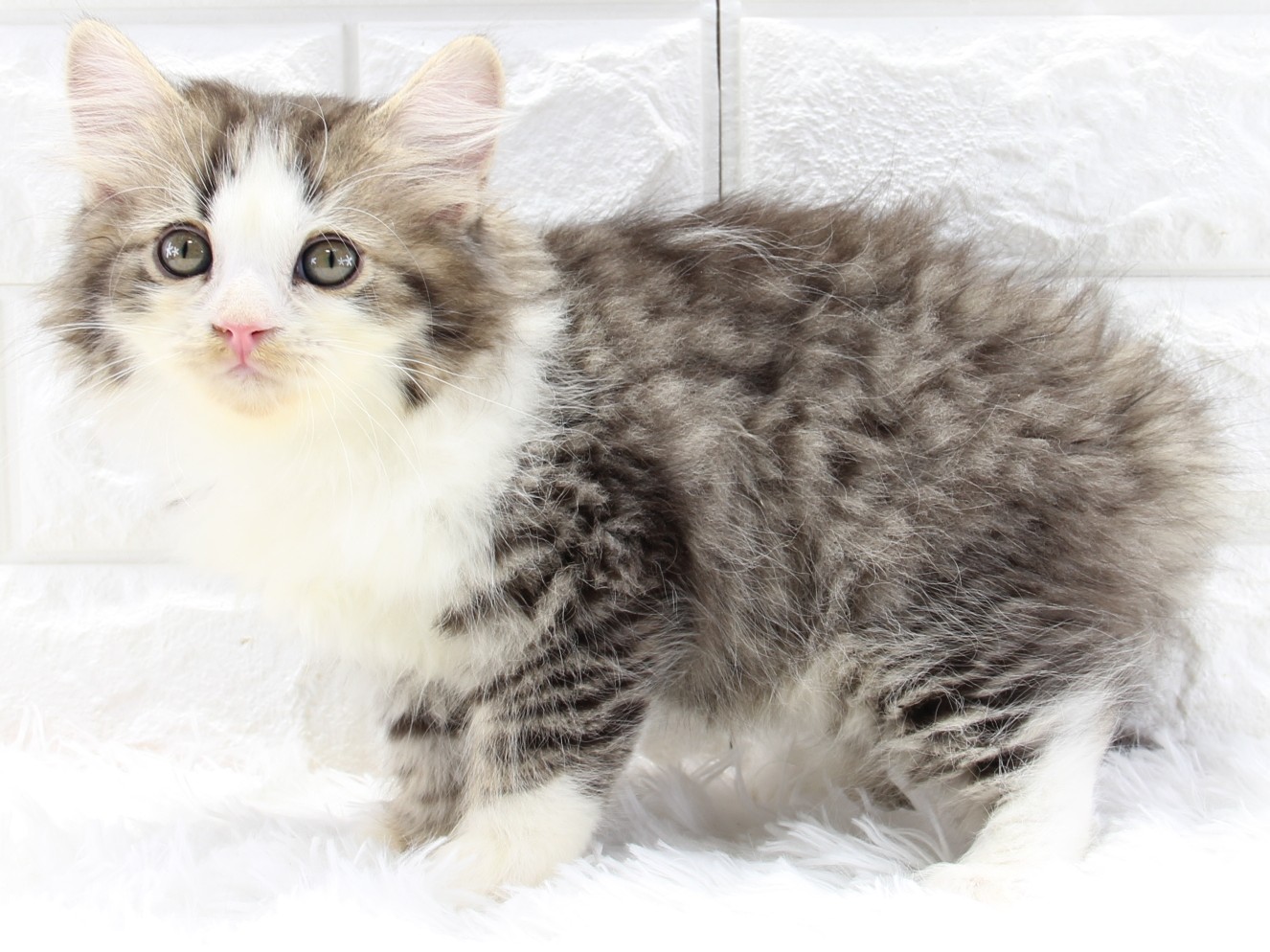 愛知県のサイベリアン (猫福家 名古屋南店/2026年2月9日生まれ/男の子/ブラウンタビーホワイト)の子猫の2枚目の画像