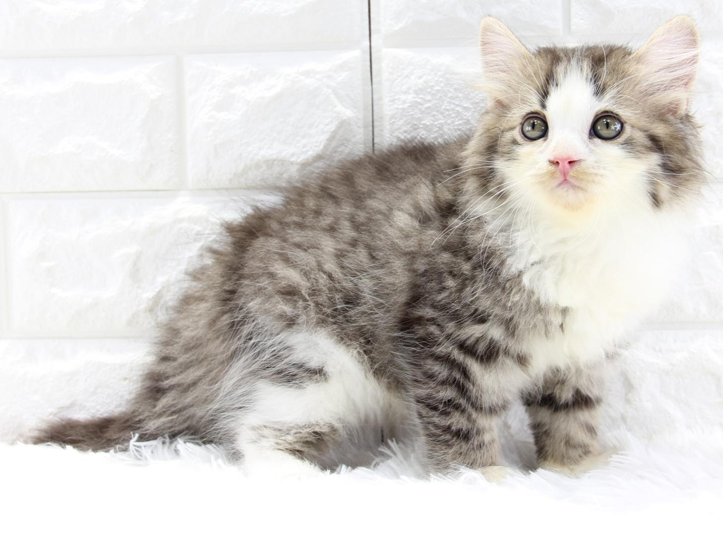 愛知県のサイベリアン (猫福家 名古屋南店/2026年2月9日生まれ/男の子/ブラウンタビーホワイト)の子猫の3枚目の画像