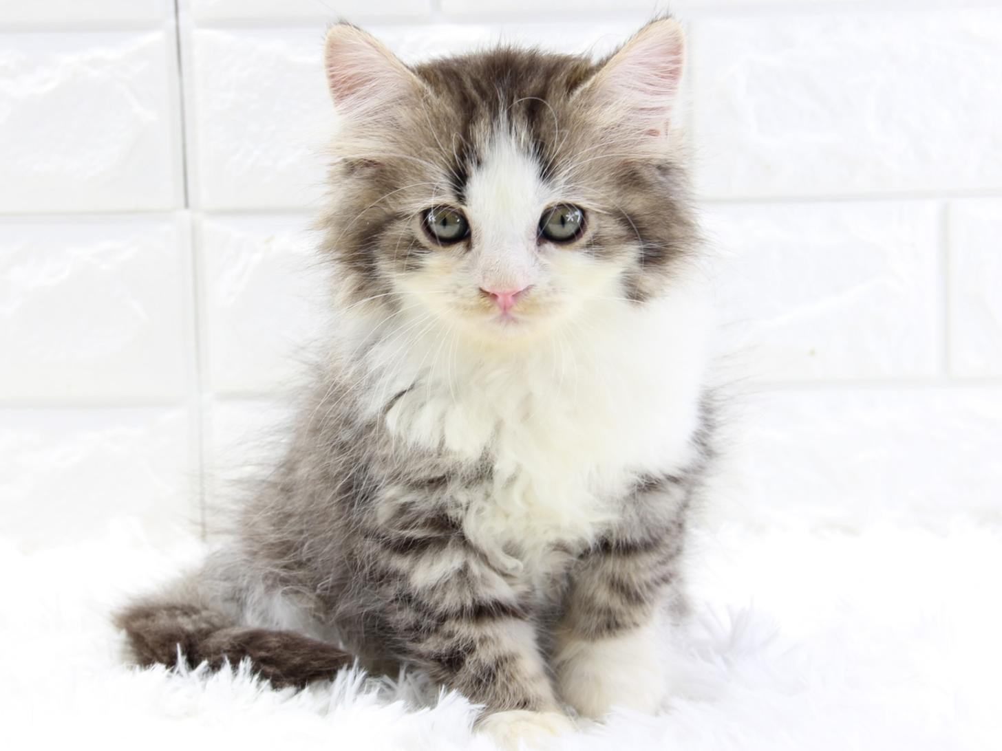 愛知県のサイベリアン (猫福家 名古屋南店/2026年2月9日生まれ/男の子/ブラウンタビーホワイト)の子猫の4枚目の画像