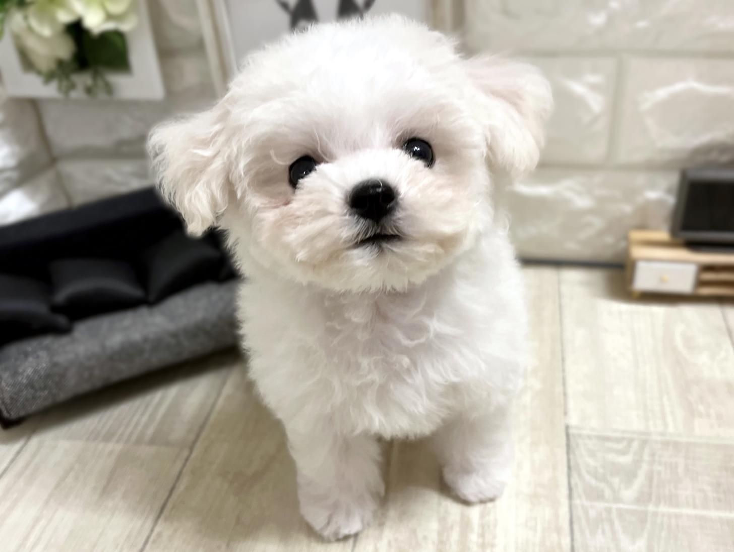 和歌山県のビションフリーゼ (DOGMAN和歌山店/2025年10月31日生まれ/男の子/ホワイト)の子犬の1枚目の画像