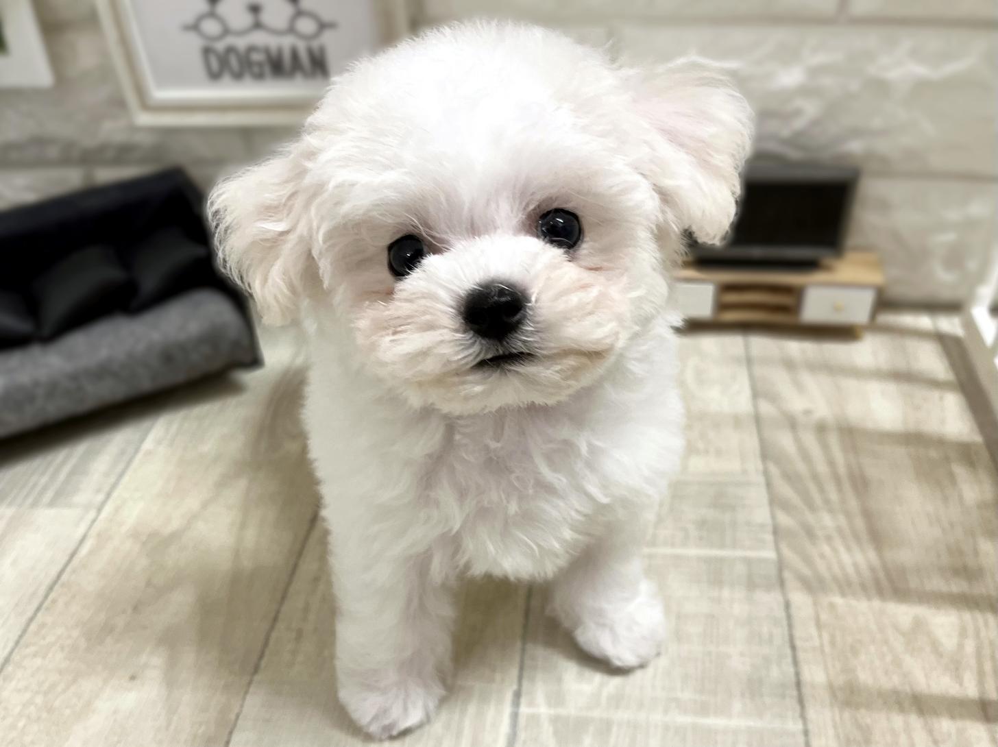 和歌山県のビションフリーゼ (DOGMAN和歌山店/2025年10月31日生まれ/男の子/ホワイト)の子犬の2枚目の画像