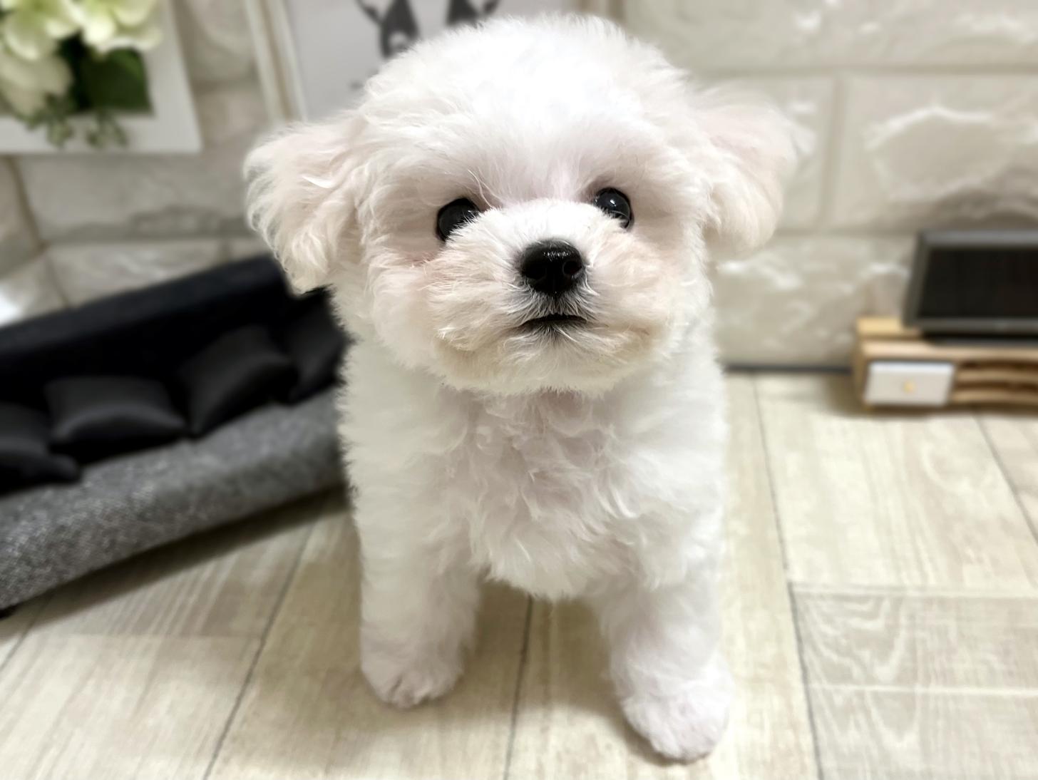 和歌山県のビションフリーゼ (DOGMAN和歌山店/2025年10月31日生まれ/男の子/ホワイト)の子犬の3枚目の画像