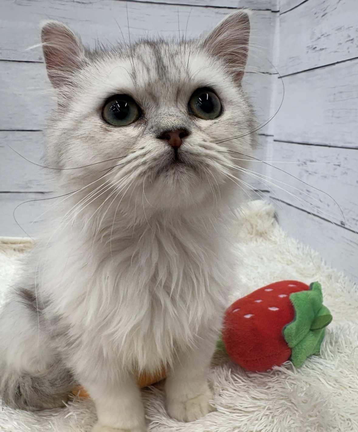 千葉県のペルシャ (ペッツワン佐倉店/2026年2月15日生まれ/女の子/チンチラシルバー)の子猫