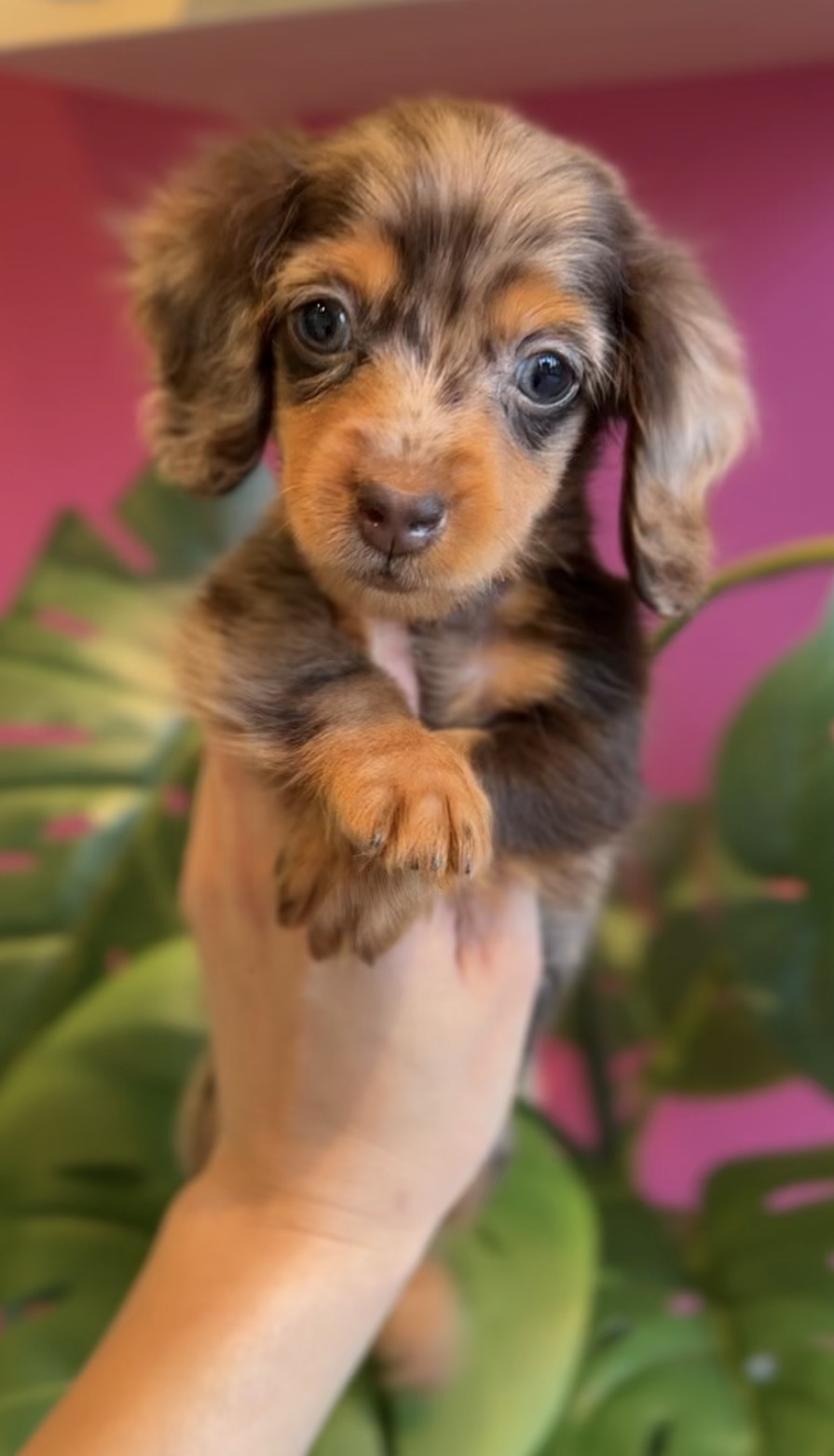 埼玉県のカニンヘンダックスフンド(ロング) (PET SHOP Tiny tales/2025年10月3日生まれ/男の子/チョコレートダップル)の子犬の1枚目の画像