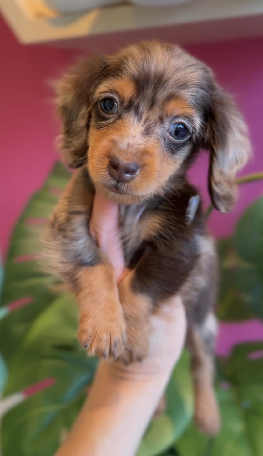 埼玉県のカニンヘンダックスフンド(ロング) (PET SHOP Tiny tales/2025年10月3日生まれ/男の子/チョコレートダップル)の子犬の2枚目の画像
