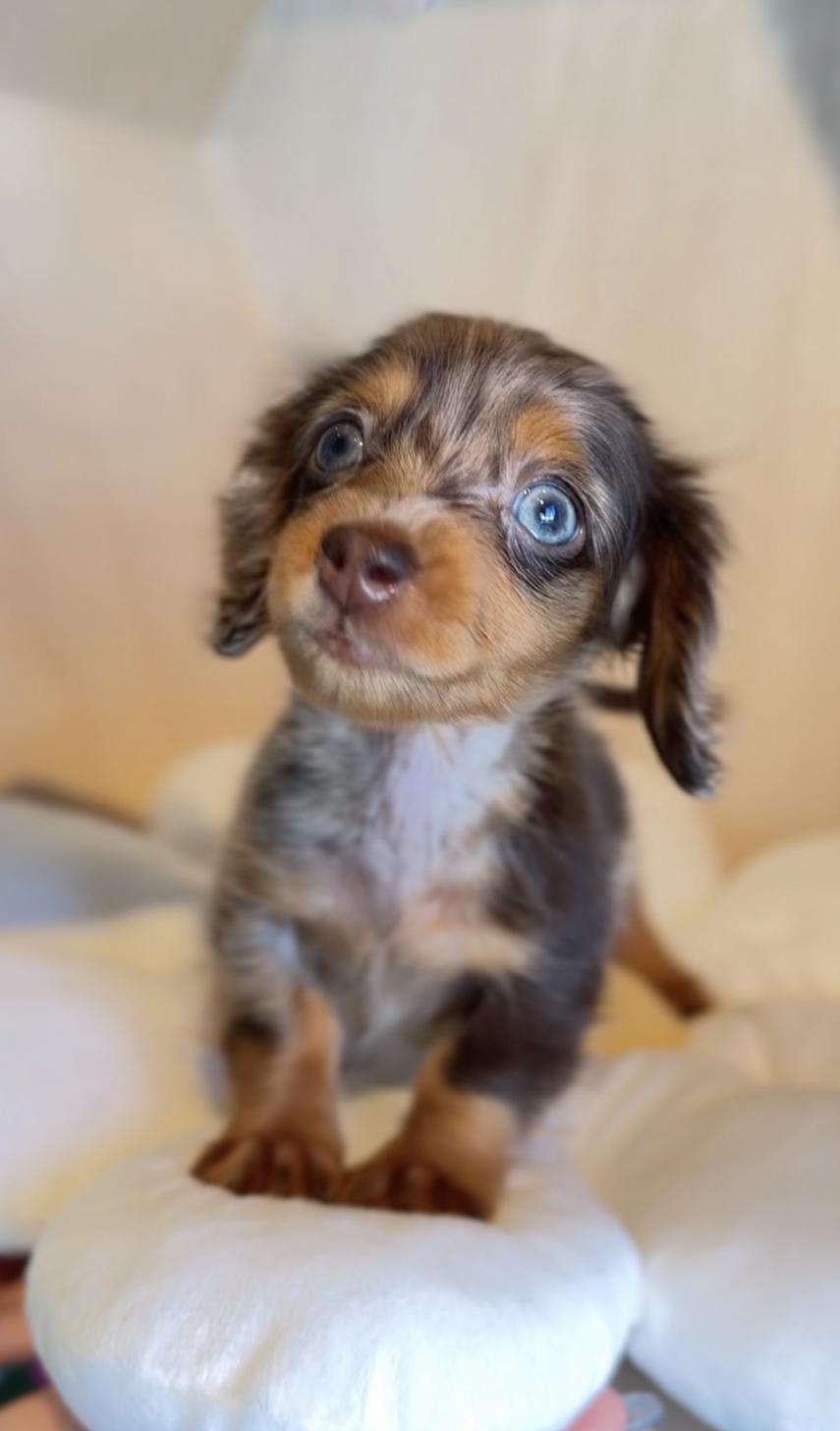 埼玉県のカニンヘンダックスフンド(ロング) (PET SHOP Tiny tales/2025年10月3日生まれ/男の子/チョコレートダップル)の子犬の3枚目の画像