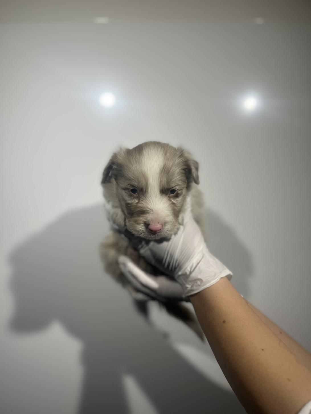 埼玉県のボーダーコリー (ペッツスマイル加須インター店/2025年10月16日生まれ/男の子/チョコレートマール)の子犬