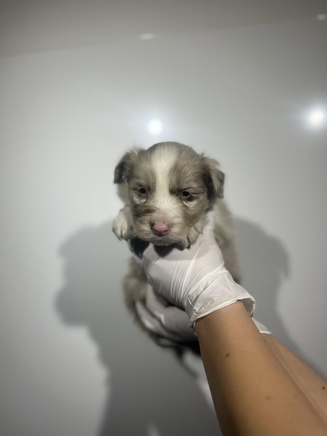 埼玉県のボーダーコリー (ペッツスマイル加須インター店/2025年10月16日生まれ/男の子/チョコレートマール)の子犬の2枚目の画像